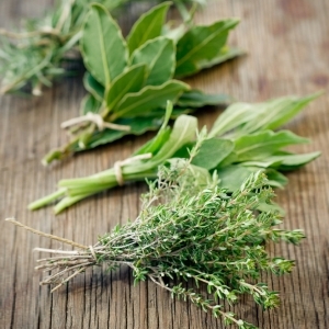 Harvesting your herbs