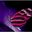 Profile picture for user Butterfly Girl