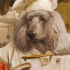 poodlechef avatar