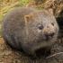 wombat77 avatar